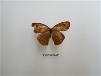 藏品(白漪波眼蝶)的圖片